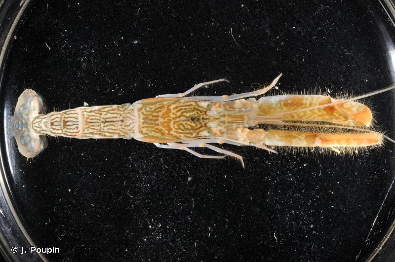 Sand Snapping Shrimp (Alpheus Floridanus) - Marine Invert - Blue Touch Aquatics