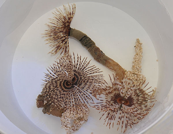 Magnificent Feather Duster (Sabellatarte Magnifica) - Blue Touch Aquatics