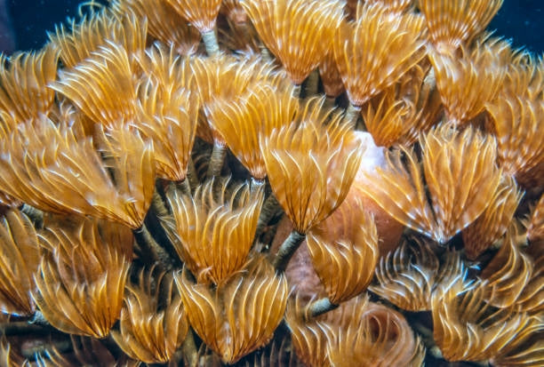 Social Feather Duster (Bispera Brunnea) - Blue Touch Aquatics