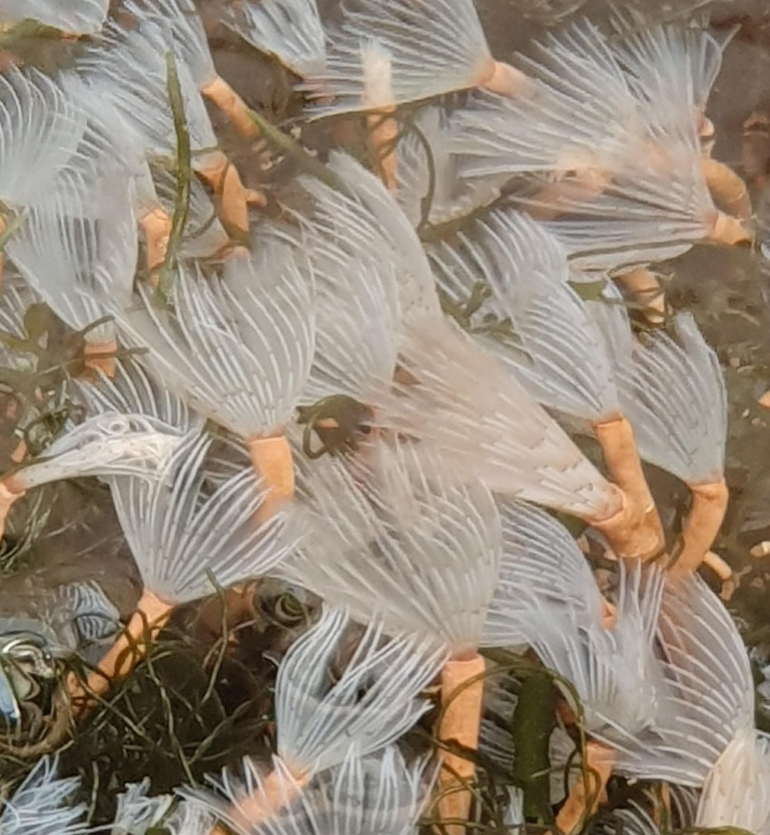 Cluster Duster Worm (Bispera Brunnea White) - Blue Touch Aquatics