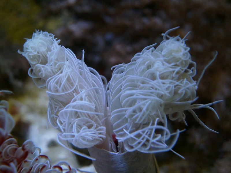 Hard Tubeworm (Protula Bispiralis White) - Blue Touch Aquatics