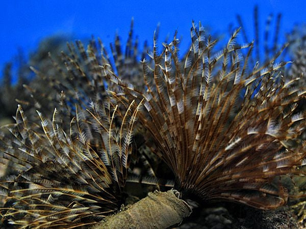 Magnificent Feather Duster (Sabellatarte Magnifica Cuba) - Blue Touch Aquatics