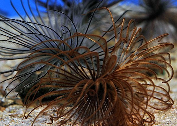 Magnificent Feather Duster (Sabellatarte Magnifica Hawai) - Blue Touch Aquatics