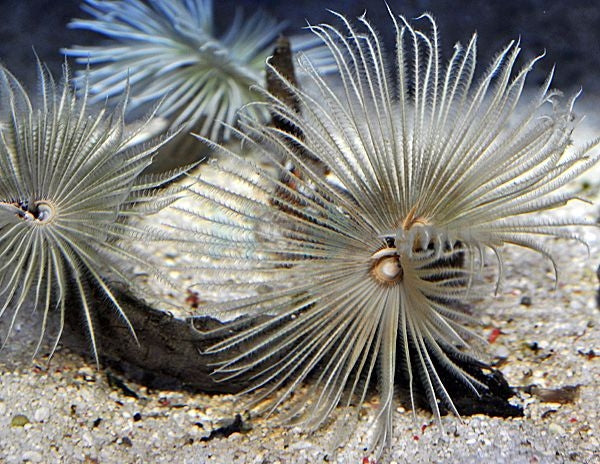 Feather Duster White (Sabellastarte White) - Blue Touch Aquatics