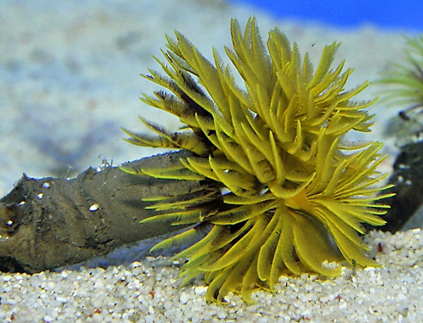 Feather Duster Yellow (Sabellastarte Yellow XL) - Blue Touch Aquatics