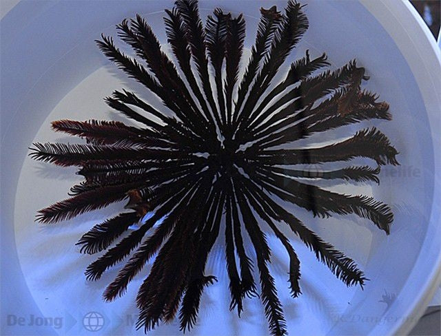 Red Featherstar (Comatula spp. Red) - Blue Touch Aquatics