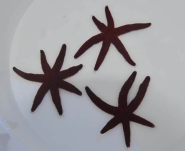 Luzon Seastar (Echinaster Luzonicus) - Blue Touch Aquatics