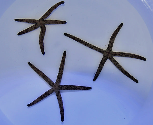 Multipore Linckia (Linckia Multiflora) - Blue Touch Aquatics