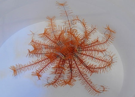 Bright Orange Featherstar (Comatula spp. Bright Orange) - Blue Touch Aquatics