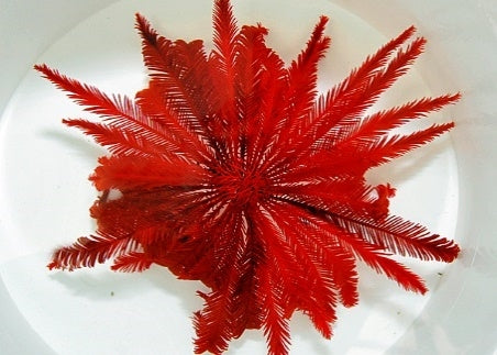 Bright Red Featherstar (Comatula spp. Bright Red) - Blue Touch Aquatics