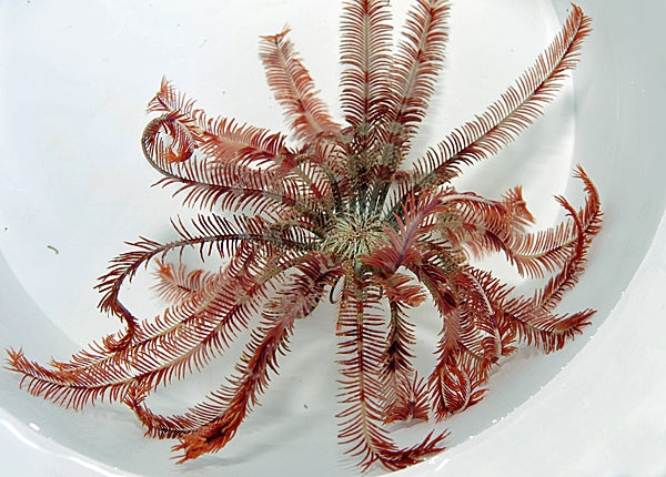 Comatula spp. (Colored) - Blue Touch Aquatics