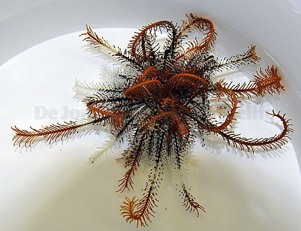 Orange Colored Featherstar (Comatula spp. Orange) - Blue Touch Aquatics