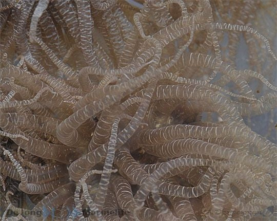 RInged Anemone (Bartholomea Annulata) - Blue Touch Aquatics