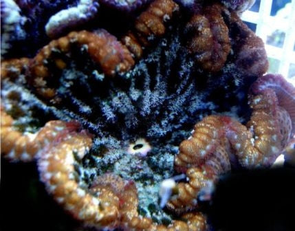 Pizza Anemone (Cryptodendrum Adhaesivum) - Blue Touch Aquatics