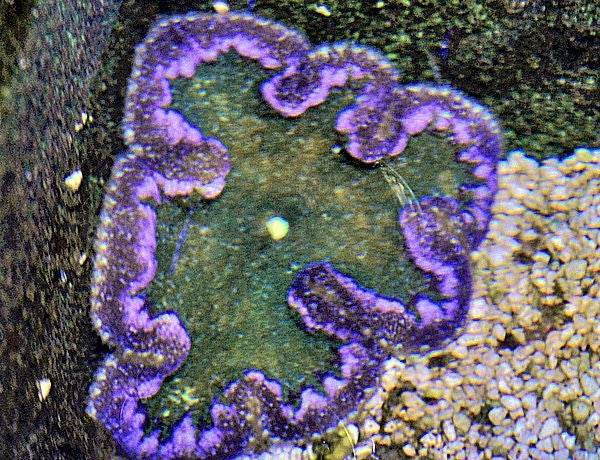 Pizza Anemone (Cryptodendrum Adhaesivum Purple) - Blue Touch Aquatics