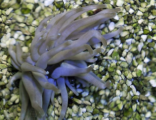 Pinktip Anemone (Condylactis Florida) - Blue Touch Aquatics