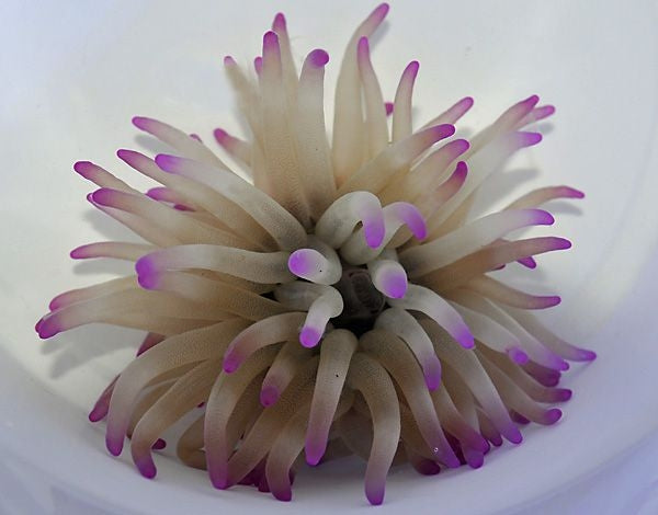Giant Sea Anemone (Condylactis Gigantea Pinktip) - Blue Touch Aquatics