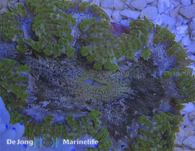 Rock Flower (Epicystis Crucifer Green) - Blue Touch Aquatics