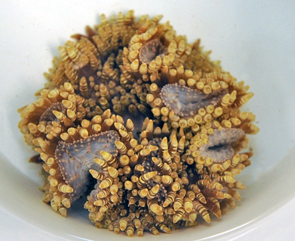 Sand Anemone (Heteractis Aurora) - Blue Touch Aquatics