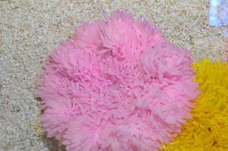 Sebae Anemone (Heteractis Crispa Pink) - Blue Touch Aquatics