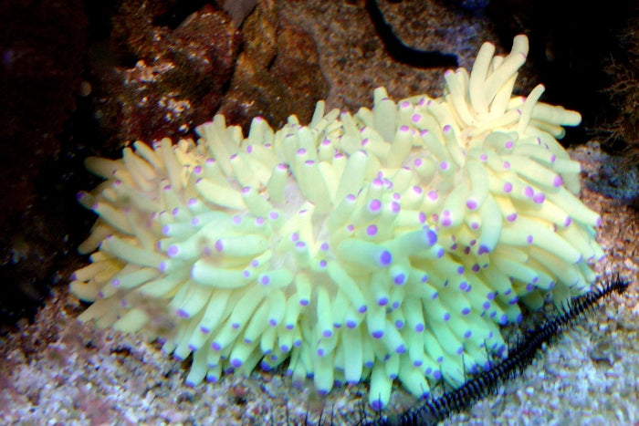 Sebae Anemone (Heteractis Crispa Naturally Yellow) - Blue Touch Aquatics