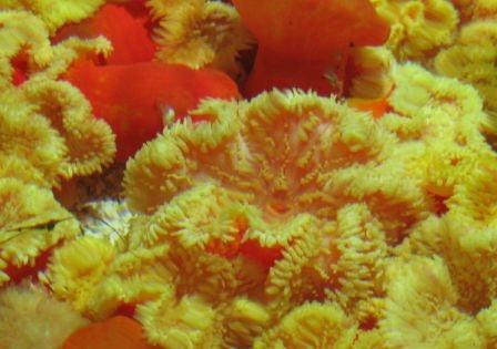 Sebae Anemone Red Foot/Orange (Heteractis Crispa) - Blue Touch Aquatics