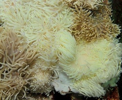 Sebae Anemone (Heteractis Crispa White) - Blue Touch Aquatics