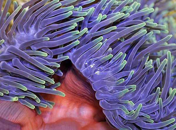 Ritteri Anemone (Heteractis Magnifica) - Blue Touch Aquatics