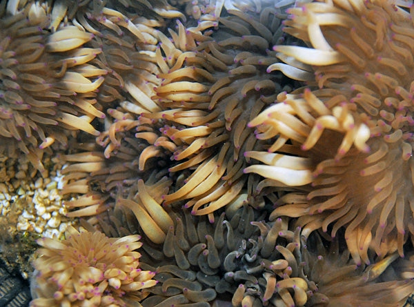 Malu Anemone (Heteractis Malu) - Blue Touch Aquatics