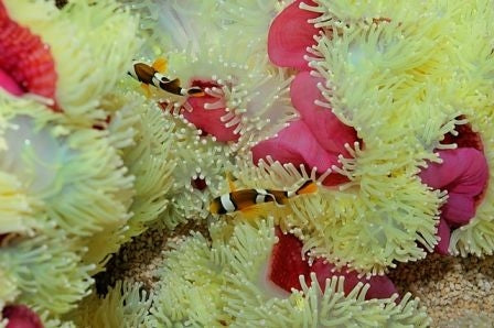 Ritteri Anemone (Heteractis Magnifica White Tentacles) - Blue Touch Aquatics