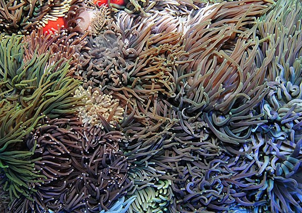 Long Tentacle Anemone (Macrodactyla Doreensis) - Blue Touch Aquatics