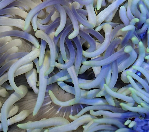 Long Tentacle Anemone (Macrodactyla Doreensis Bluish) - Blue Touch Aquatics