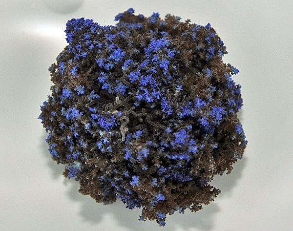 Night Anemone (Phyllodiscus Semoni) - Blue Touch Aquatics