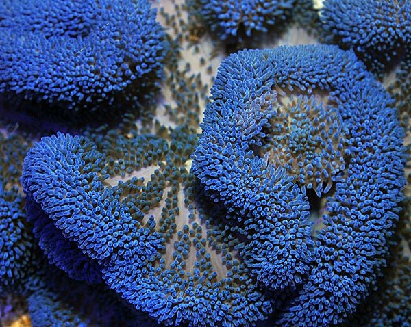 Giant Carpet Anemone (Stichodactyla spp. Blue) - Blue Touch Aquatics