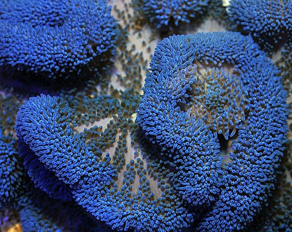 Giant Carpet Anemone (Stichodactyla spp. Blue) - Blue Touch Aquatics
