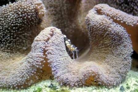 Giant Carpet Anemone (Stichodactyla spp. Colored) - Blue Touch Aquatics