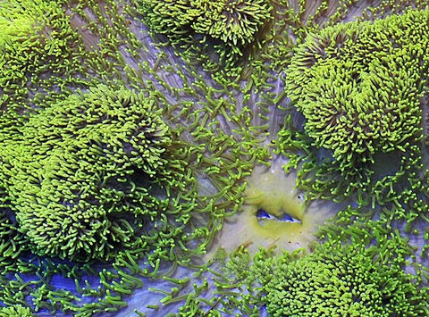 Giant Carpet Anemone (Stichodactyla spp. Green) - Blue Touch Aquatics