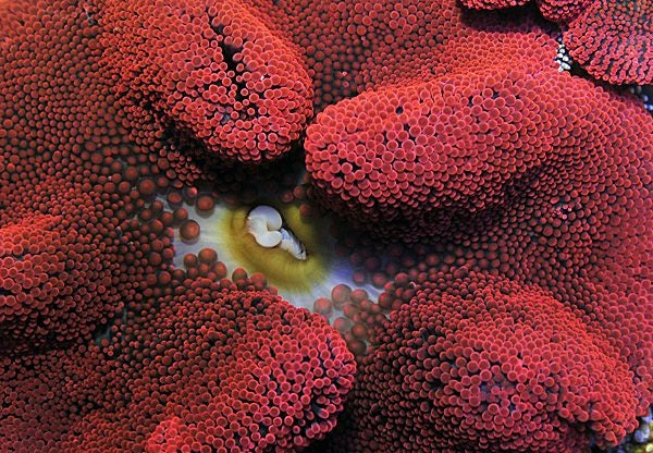 Giant Carpet Anemone (Stichodactyla spp. Red) - Blue Touch Aquatics