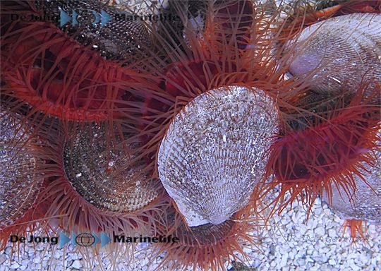 Ctenoides Scaber Scallop - Blue Touch Aquatics