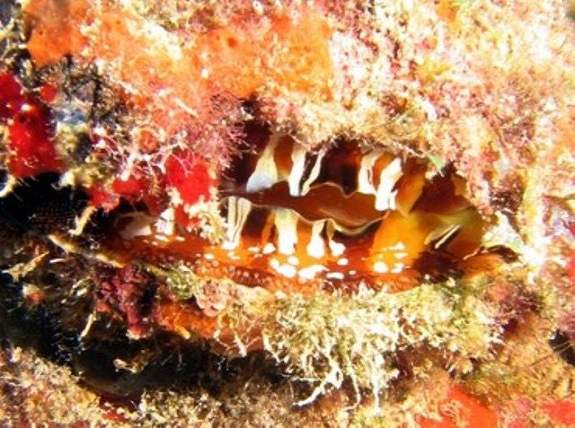 Spondylus Americanus Oyster - Blue Touch Aquatics