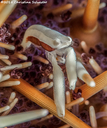 Caridean Shrimp (Gnathophylloides Mineri) - Blue Touch Aquatics