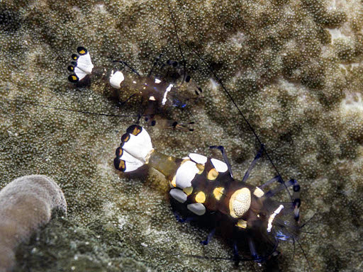 Glass Anemone Shrimp (Ancylocaris Brevicarpalis) - Blue Touch Aquatics