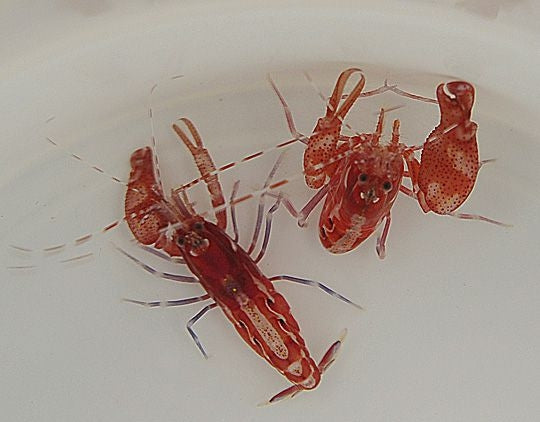 Snapping Shrimps (Alpheus Armatus) - Blue Touch Aquatics