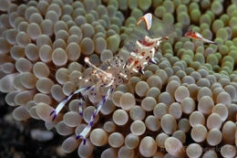 Holthuis' Anemone Shrimp (Ancylomenes Holthuisi) - Blue Touch Aquatics