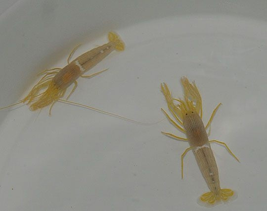Fine-striped Snapping Shrimp (Alpheus Ochrostriata) - Blue Touch Aquatics