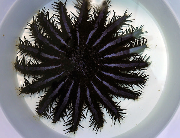 Crown Starfish (Acanthaster Planci Coloured) - Blue Touch Aquatics