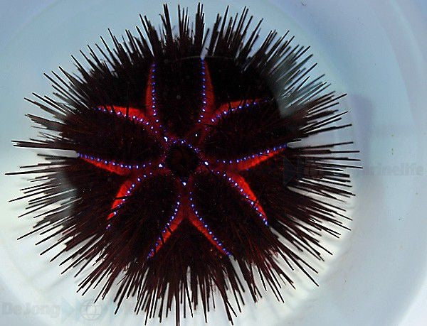 Blue-Spotted Sea Urchin (Astropyga Radiata) - Blue Touch Aquatics