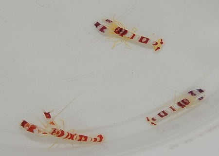 Randall's Snapping Shrimp (Alpheus Randalli) - Marine Invert - Blue Touch Aquatics