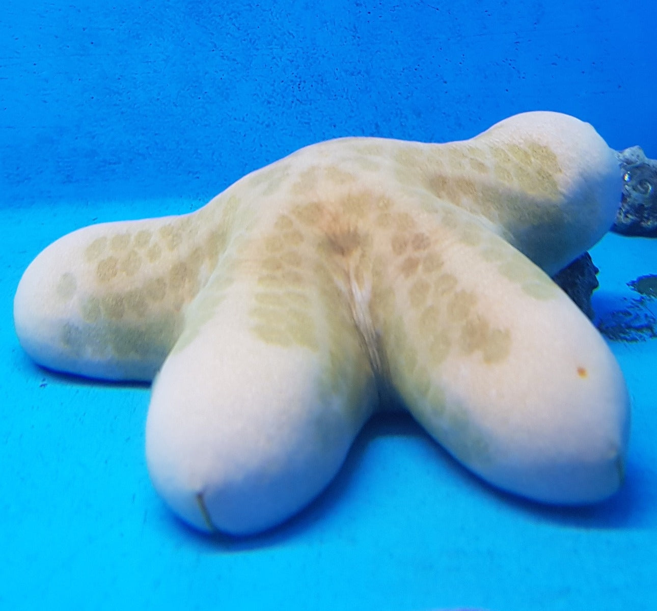 Granulated Sea Star (Choriaster Granulatus) - Blue Touch Aquatics