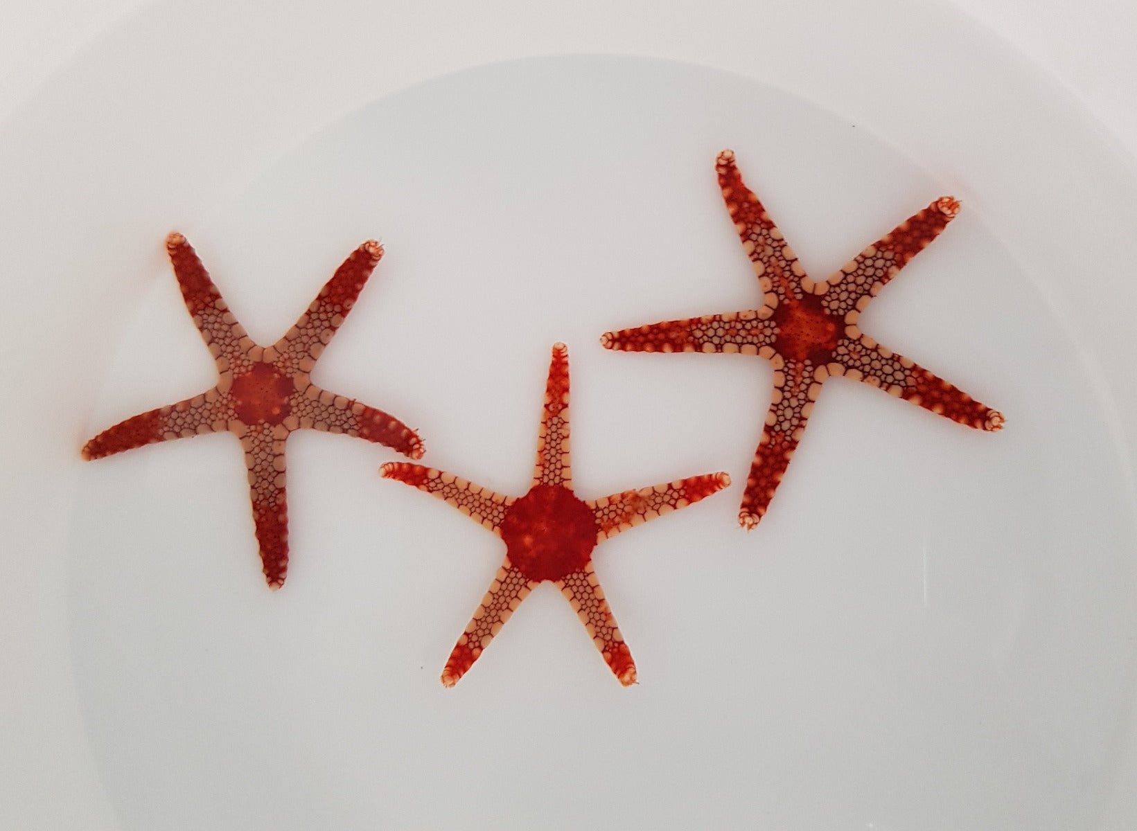 Hefferman's Starfish (Celerina Heffernani) - Blue Touch Aquatics